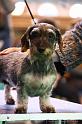 Crufts2011_2 1607